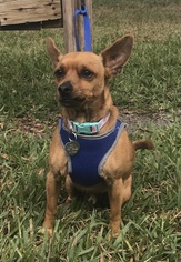 Chipin Dogs for adoption in Davie, FL, USA