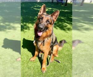 German Shepherd Dog Dogs for adoption in Naples, FL, USA