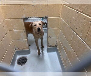 Golden Retriever Dogs for adoption in Tulsa, OK, USA