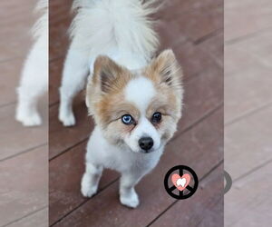 Pomeranian Dogs for adoption in Lebanon, PA, USA
