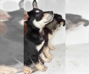 Siberian Husky Dogs for adoption in Houston, TX, USA