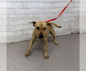 American Pit Bull Terrier Dogs for adoption in San Bernardino, CA, USA