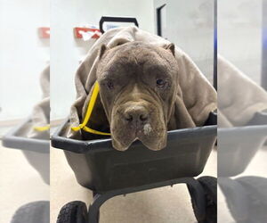 American Pit Bull Terrier-Unknown Mix Dogs for adoption in Bakersfield, CA, USA