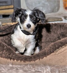 Maltipoo Dogs for adoption in Pequot Lakes, MN, USA