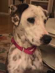 Dalmatian-Unknown Mix Dogs for adoption in Knoxville, TN, USA