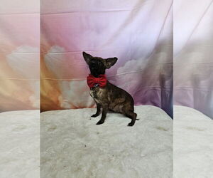 Chihuahua-Unknown Mix Dogs for adoption in Metairie, LA, USA