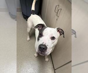 American Pit Bull Terrier-Unknown Mix Dogs for adoption in Las Vegas, NV, USA