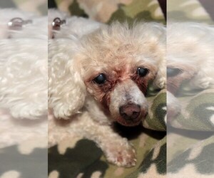 Poodle (Miniature) Dogs for adoption in Siren, WI, USA