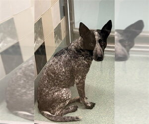 Mutt Dogs for adoption in Plano, TX, USA