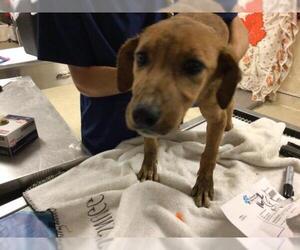 Pointer-Unknown Mix Dogs for adoption in Riverside, CA, USA