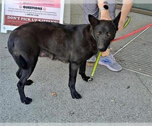German Shepherd Dog-Unknown Mix Dogs for adoption in Upland, CA, USA