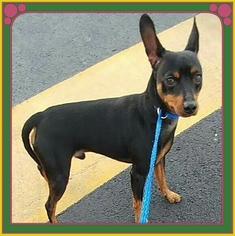 Miniature Pinscher Dogs for adoption in Akron, OH, USA
