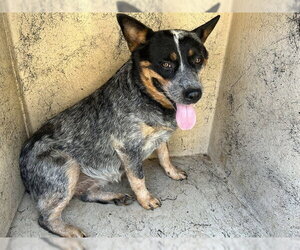 Mutt Dogs for adoption in Oklahoma City, OK, USA