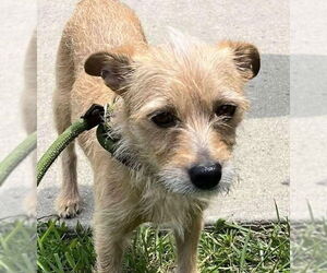 Mutt Dogs for adoption in Canton, CT, USA