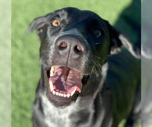 Labrador Retriever-Unknown Mix Dogs for adoption in Fort Collins, CO, USA