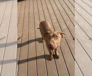 Chocolate Labrador retriever-Unknown Mix Dogs for adoption in NEWPORT NH, NH, USA