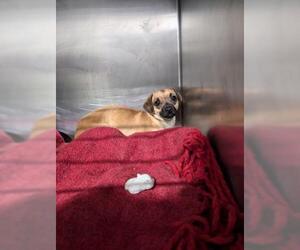 Chug Dogs for adoption in Bakersfield, CA, USA