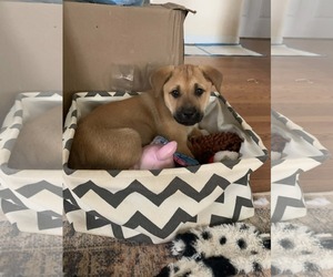 Australian Shepherd-Unknown Mix Dogs for adoption in Holly Springs, NC, USA