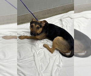 German Shepherd Dog-Unknown Mix Dogs for adoption in Las Vegas, NV, USA