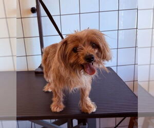 Mutt Dogs for adoption in Downey, CA, USA