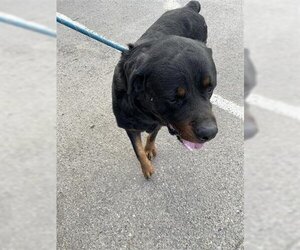 Rottweiler Dogs for adoption in Hanford, CA, USA