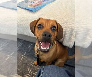 Daug Dogs for adoption in San Diego, CA, USA