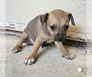Chihuahua-Unknown Mix Dogs for adoption in Pasadena, TX, USA