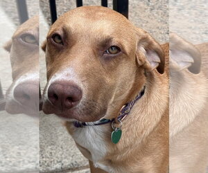 Medium Photo #3 Labrador Retriever-Unknown Mix Puppy For Sale in Lake Elsinore, CA, USA