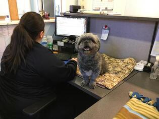 Shih Tzu-Unknown Mix Dogs for adoption in Roslindale, MA, USA