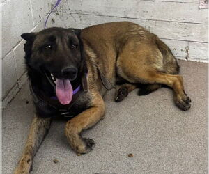 Mutt Dogs for adoption in San Bernardino, CA, USA