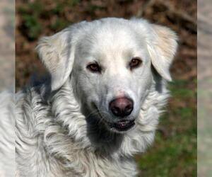Golden Pyrenees Dogs for adoption in Sparta, TN, USA