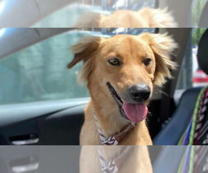 Gollie Dogs for adoption in Princeton, MN, USA