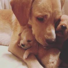 Medium Photo #1 Dachshund-Labrador Retriever Mix Puppy For Sale in New York, NY, USA
