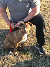 American Pit Bull Terrier Dogs for adoption in Newcastle, OK, USA