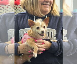 Mutt Dogs for adoption in Morganville, NJ, USA