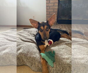 Mutt Dogs for adoption in Hillsboro, MO, USA