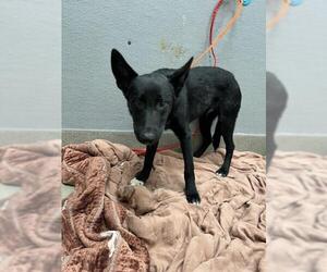 German Shepherd Dog-Unknown Mix Dogs for adoption in Las Vegas, NV, USA