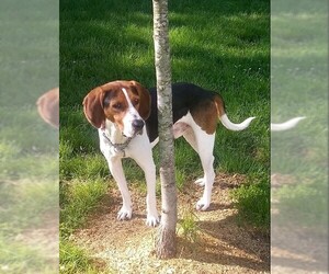 Coonhound Dogs for adoption in Martinsburg, WV, USA