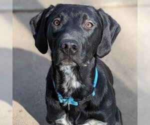German Shorthaired Pointer Dogs for adoption in Overland Park, KS, USA