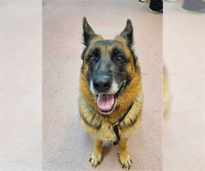 German Shepherd Dog Dogs for adoption in Ogden, UT, USA