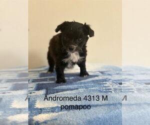 Pom-A-Poo Dogs for adoption in Studio City, CA, USA