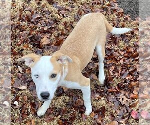 Mutt Dogs for adoption in Great Bend, KS, USA