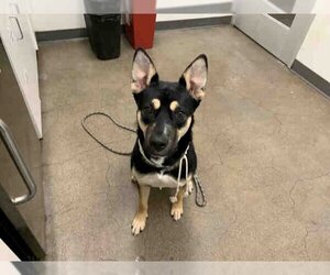 Australian Cattle Dog-Unknown Mix Dogs for adoption in Berkeley , CA, USA