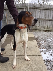 Treeing Walker Coonhound Dogs for adoption in Batavia, OH, USA