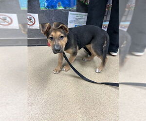 German Shepherd Dog-Unknown Mix Dogs for adoption in Plano, TX, USA