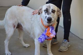 Small Australian Shepherd Mix