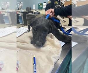 Mutt Dogs for adoption in Riverside, CA, USA