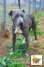 American Pit Bull Terrier Dogs for adoption in BOSSIER CITY, LA, USA