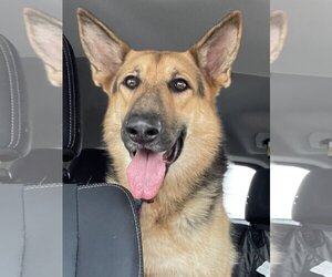 German Shepherd Dog Dogs for adoption in Denton, TX, USA