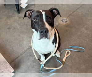 American Staffordshire Terrier-Unknown Mix Dogs for adoption in Tavares, FL, USA